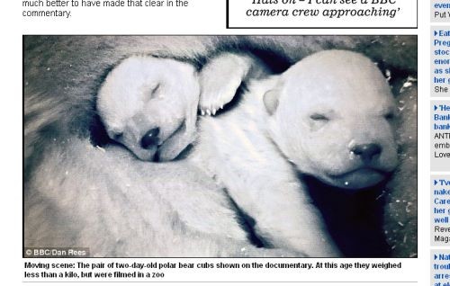 在动物园拍的! bbc北极熊纪录片被爆造假 | etto