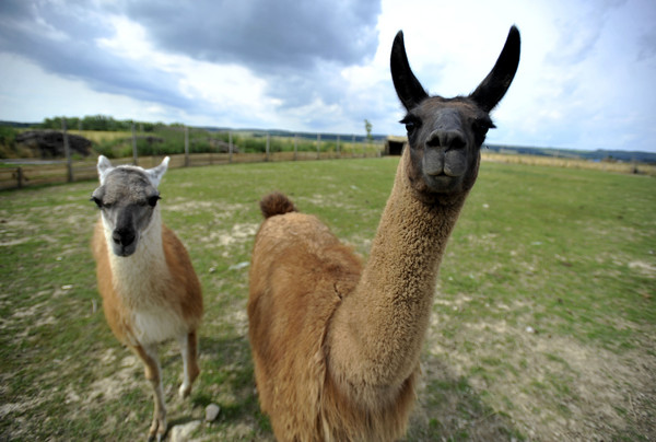 骆马(llama)和羊驼(alpaca,也就是所谓「草泥马)是不一样的喔!