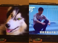 雷／張軒睿豪雨溼身「不見狼爸」　唯美撐傘畫面仿《步步》