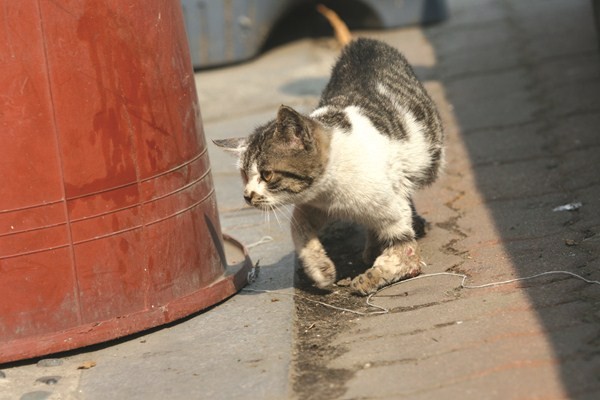 「瘸子街猫的一天」登上入口网站 35万人替小