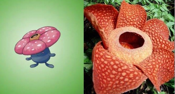【蜗牛扑克】精靈寶可夢11個「原版生物」大公開！原來這不是亂畫