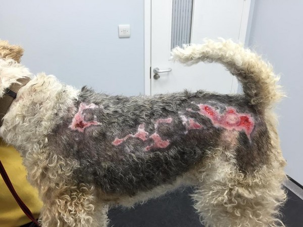 狗狗皮膚灼傷潰爛 竟是桶水母惹的禍？！ | 文章內置圖片