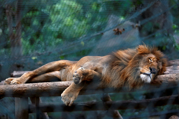 委內瑞拉獅子雄威不再！ 半年近50隻動物餓死 | 文章內置圖片