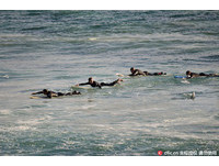 快逃啊！澳洲衝浪手划一划...4公尺鯊魚在旁邊「伴遊」
