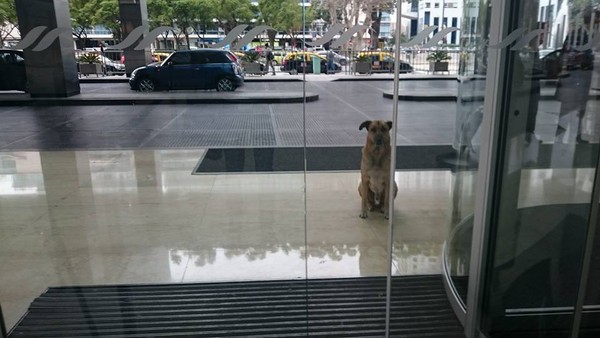 狗狗不願離開飯店樓下 原因竟然是空姐… | 文章內置圖片