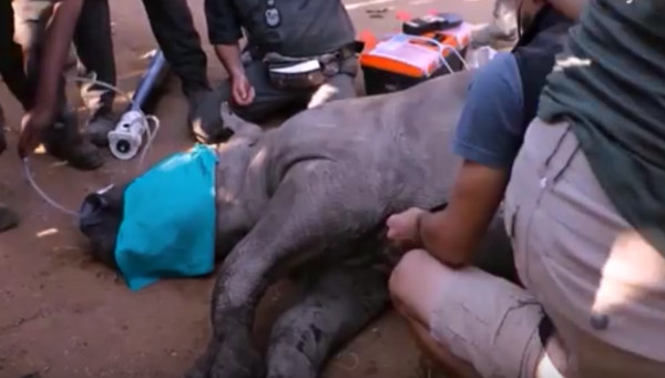 南非白犀牛切角险丧命！ 4管理员抢救成功 | 文章内置图片