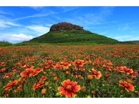 盛夏澎湖必看風景！絕美「天人菊花毯」鋪滿菊島