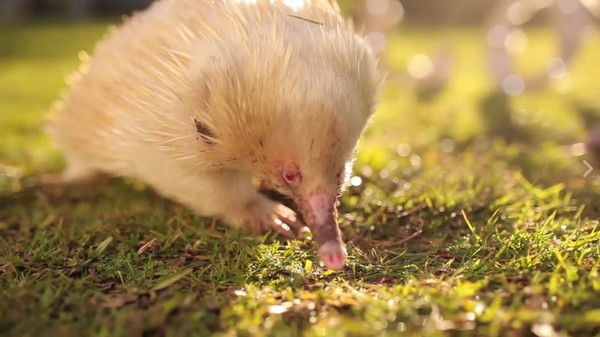 澳洲symbio wildlife park位在雪梨南部,园区内有只极罕见的白色针鼹