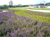 盛夏賞花趣　士林百齡左岸河濱公園有彩帶花毯