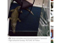 3隻食人鱷當「先鋒部隊」　澳洲4少闖進學校偷竊