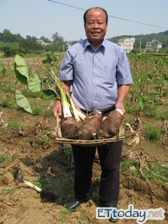 金门\/免费挖芋头 都市人体验乡野乐活 | ettoday