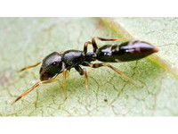 「烏干達跳蜘蛛」的螞蟻偽裝　算有幾隻腳才能看出端倪