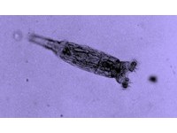 「蛭形輪蟲」竊取DNA而活　只有雌性也能生存8000萬年