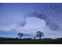「活生生的雲」集體轉向　數千隻椋鳥遮蔽愛爾蘭天空