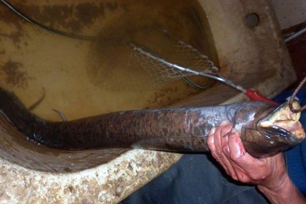 鳗鱼」咬得狗惨叫 其实这叫做「美洲肺鱼(south american lungfish)」