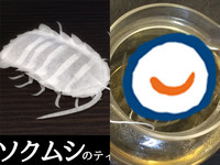 敢喝嗎？日本超噁「具足蟲茶包」　內裝台灣東方美人茶