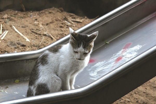 街猫玩溜经典!摄影师捕捉视频瞬间|ETtoday宠手机软件上传滑梯图片