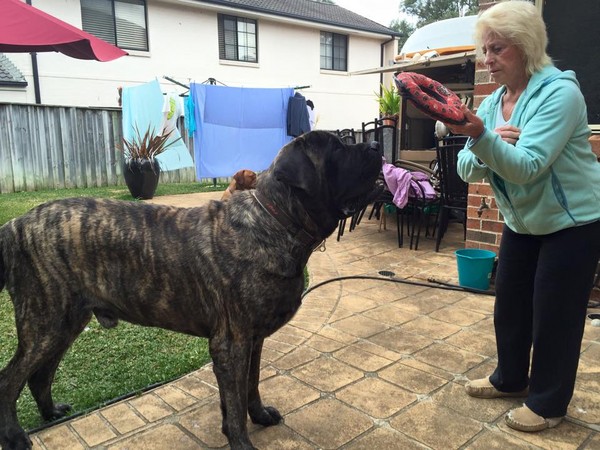 澳洲最大只狗狗重达113kg 英国獒犬的它其实温驯爱讨摸摸