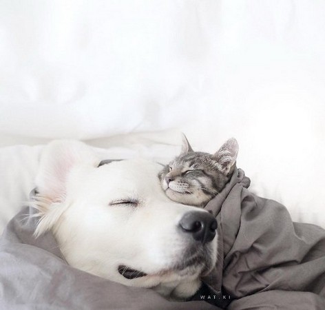 我可以跟你们滚床单吗!抱来抱去的毛绒绒猫狗家族