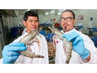 商業周刊／台灣青年　在赤道小島打造38億生態蝦王國