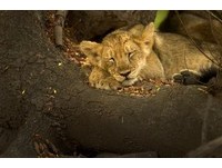 你睡覺方式最像哪種動物？　「獅子睡眠者」屬典型領導者