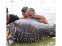 鯉魚王4ni？英漢麵包屑垂釣　竟捕獲110kg全球最大鯉魚