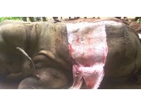 緬甸象遭剝皮製成「血色珠寶」　肉磨成的首飾你敢戴？