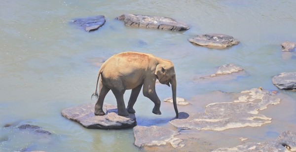 ▼可爱的小象正轻快的渡河.(图/翻摄自elephant family粉丝专页)