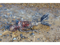 「美人魚」現身英國！　腐爛骨骸「塑膠尾巴」躺沙灘