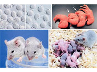 不孕研究大突破　日本創世界首例用iPS細胞培育鼠卵子
