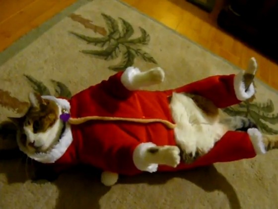 猫咪讨厌圣诞老人装 四脚朝天躺地板抗议 | etto