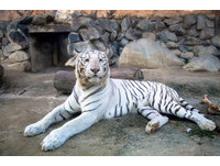 餵白老虎吃肉、飆木製雲霄飛車　東武動物園超刺激體驗