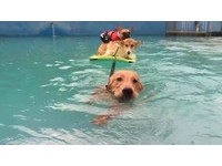 黃金獵犬歐哈愛游泳　把「造景池」當泳池跳..主人臉綠
