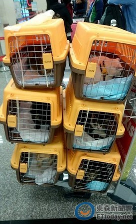 要带它们一起幸福! 主人远嫁日本苦存24万带6