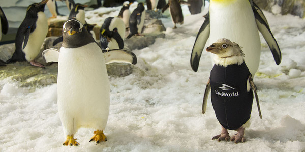 企鹅脱毛难御寒,海洋世界帮订做保暖潜水衣.