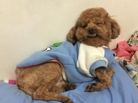 毛衣只有一件 狗狗眼睛紅腫9徵狀感冒機率大