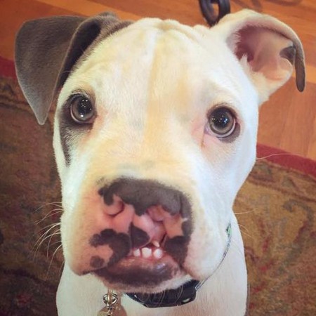 狗宝可爱「圆嘴」的真相 「唇颚裂」害它喝奶