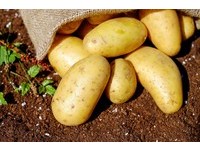 馬鈴薯發芽不能吃好可惜！　7步教你挑選、保存馬鈴薯