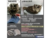 地下停車場「撿到領角鴞」乖乖站手上!市府竟要他野放