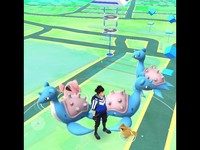 乘龍消失2天了!全游到日本東北抓不完 全球網友:不公平啦