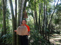 直擊200CM高的「霸王」巨竹筍　就在南投蓮華池巨竹林
