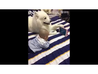 薩摩耶犬前腳撐平板 專業化身肉球支架