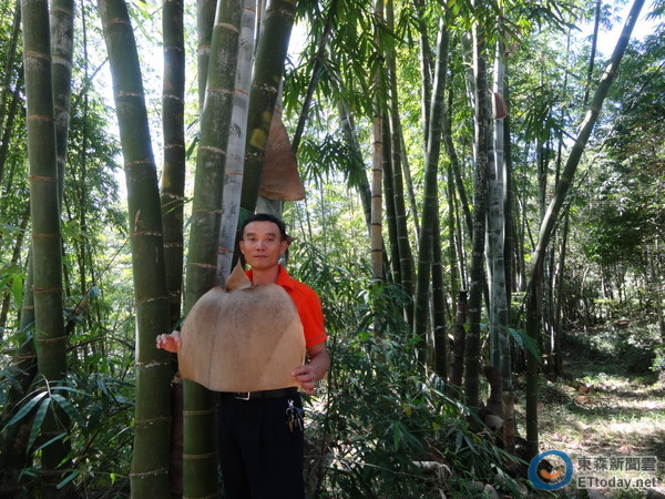 直击20公尺高的「霸王」巨竹笋 就在南投莲华池巨竹林
