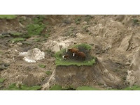 強震引發走山...紐西蘭小鎮成孤島　這3頭牛則幸運逃死劫