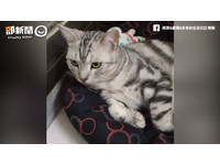 如果愛我就說聲「喵」 竟遭毛孩擺霸氣死魚眼