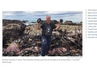 黑金鮑魚因地震海床隆起露出　紐西蘭漁民救援放回大海