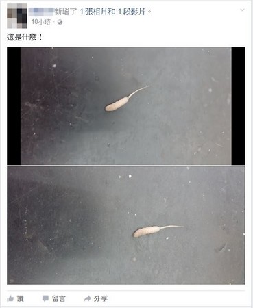 有专业的网友指出,它的名字是「r at-tailed maggots鼠尾蛆(管尾虫)」