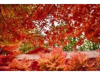 從天垂到大地的紅葉布幕照美！福壽山農場賞楓正是時候