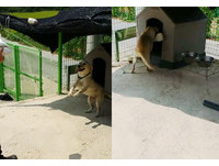 看到大骨好開心❤拉拉高跳緊咬轉身跑...「碰!」主人笑翻