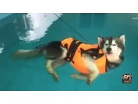 哈士奇瞇瞇眼 漂浮泳池中就是想用躺的